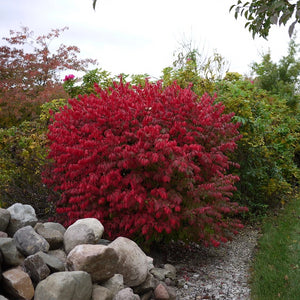 Burning Bush Single Stem