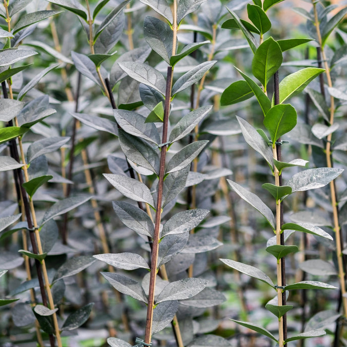 California Privet Hedge 6-18"