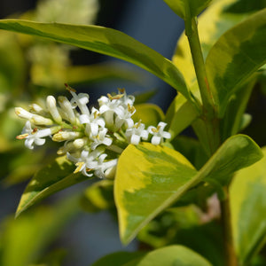 California Privet Hedge 6-18"