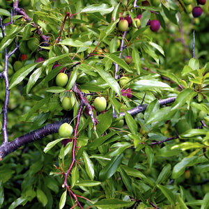 Chickasaw Plum Tree