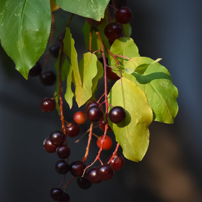 Common Chokecherry Tree