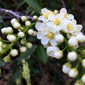 Common Chokecherry Tree GT