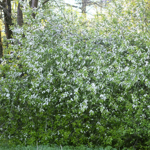 Common Chokecherry Tree GT