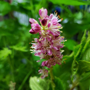 Ruby Spice Clethra Shrub