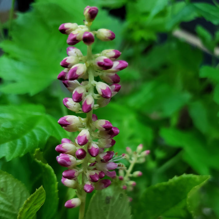 Ruby Spice Clethra Shrub