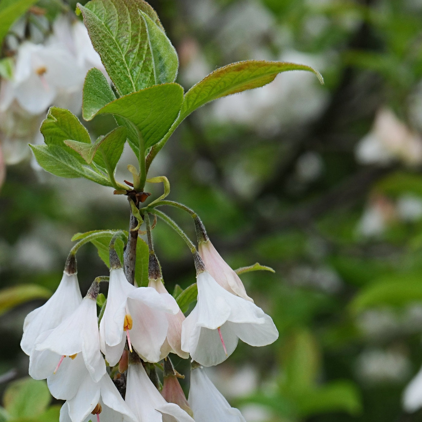 Silver bells, Evergreen, Ornamental, Fragrant