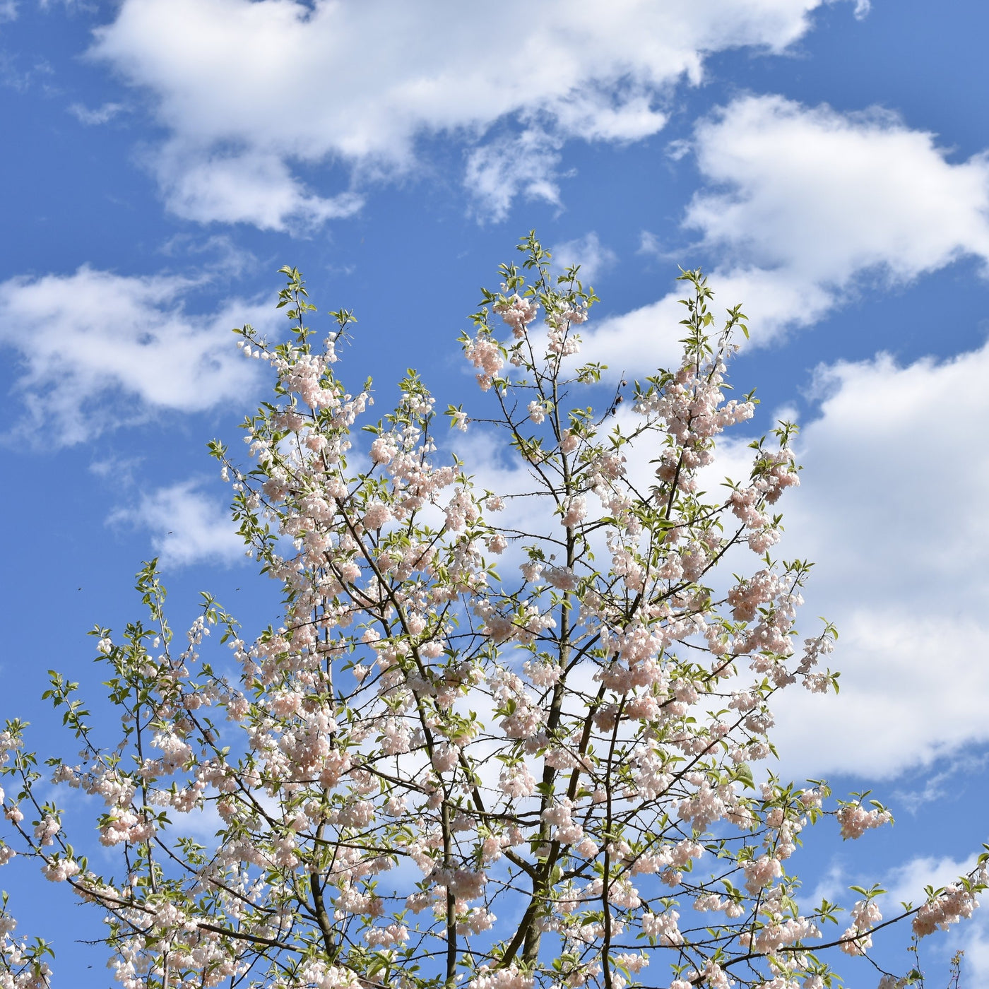 Silver-Bell Tree - Grown By You