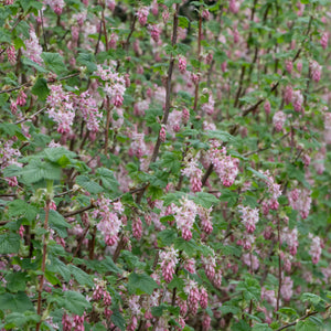 Native Red Currant