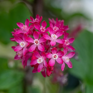 Native Red Currant