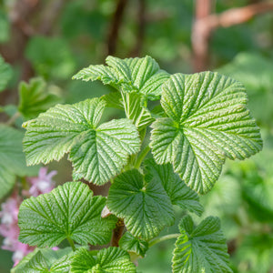 Native Red Currant