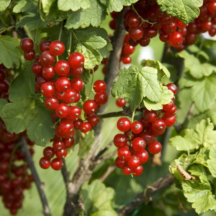 Native Red Currant