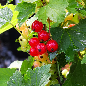 Red Lake Currant