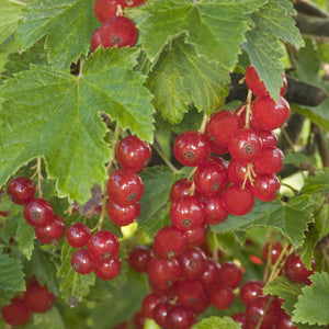 Jonkeer Van Tets Currant