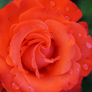 Camara Hybrid Tea Rose