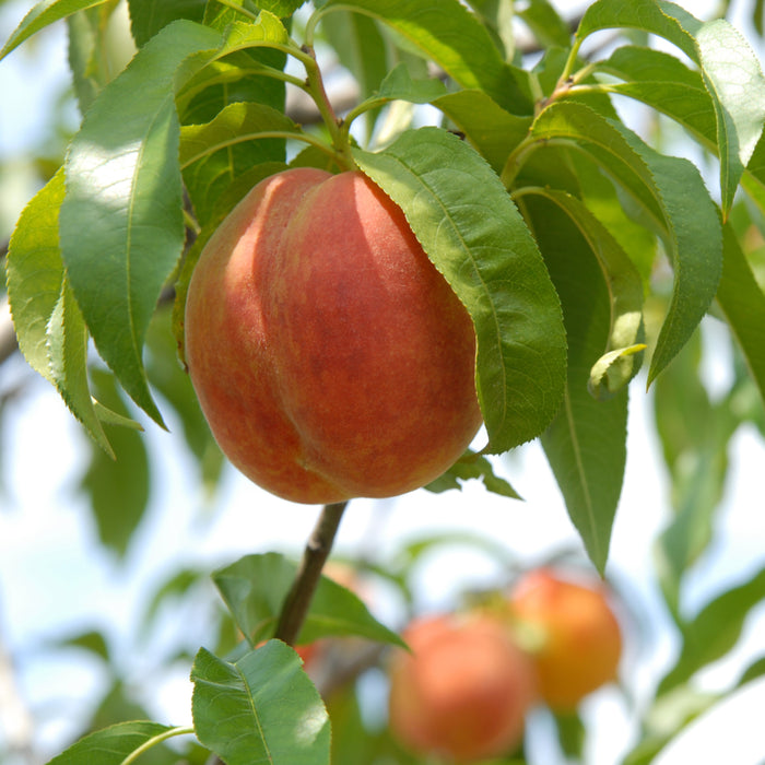 Carolina Belle Peach Tree