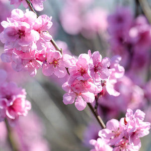 Carolina Belle Peach Tree