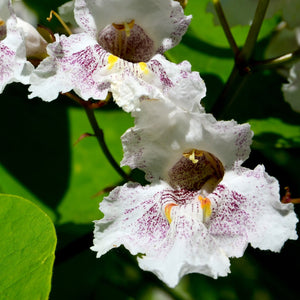 Catalpa Tree GT