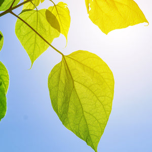 Catalpa Tree GT