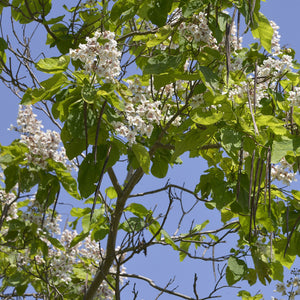 Catalpa Tree GT