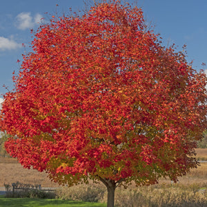 Celebration Maple Tree