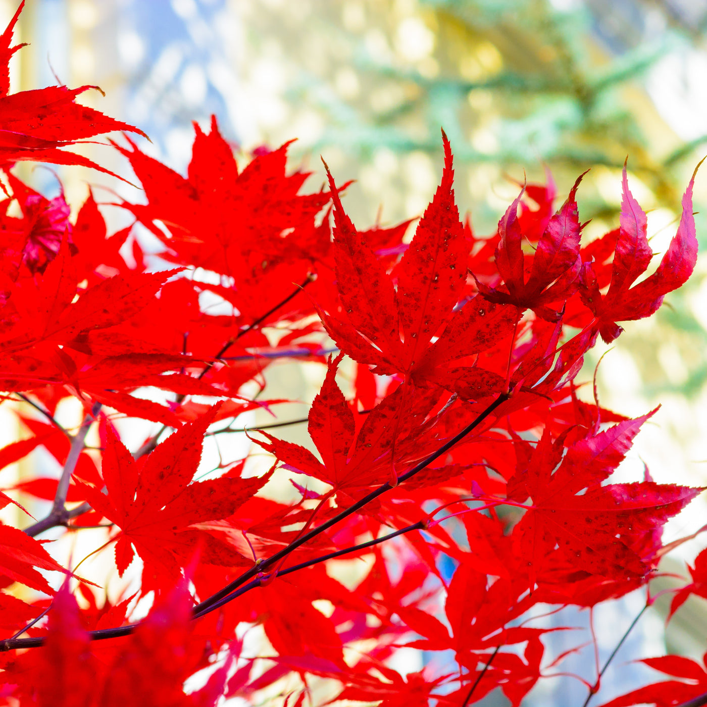 maple tree wallpaper