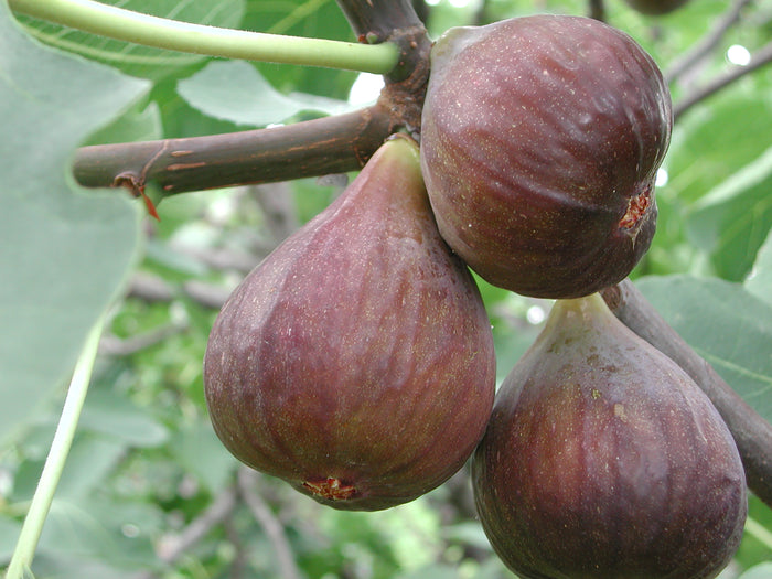 Celeste Fig Tree