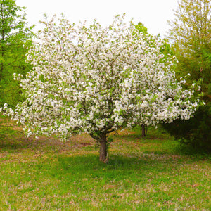 Cherokee Princess Dogwood GT