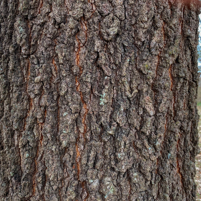 Cherrybark Oak Tree