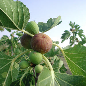 Brown Turkey Fig Tree