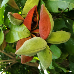 Chinese Chestnut Tree