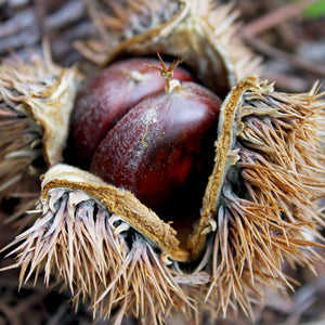 Chinese Chestnut Tree