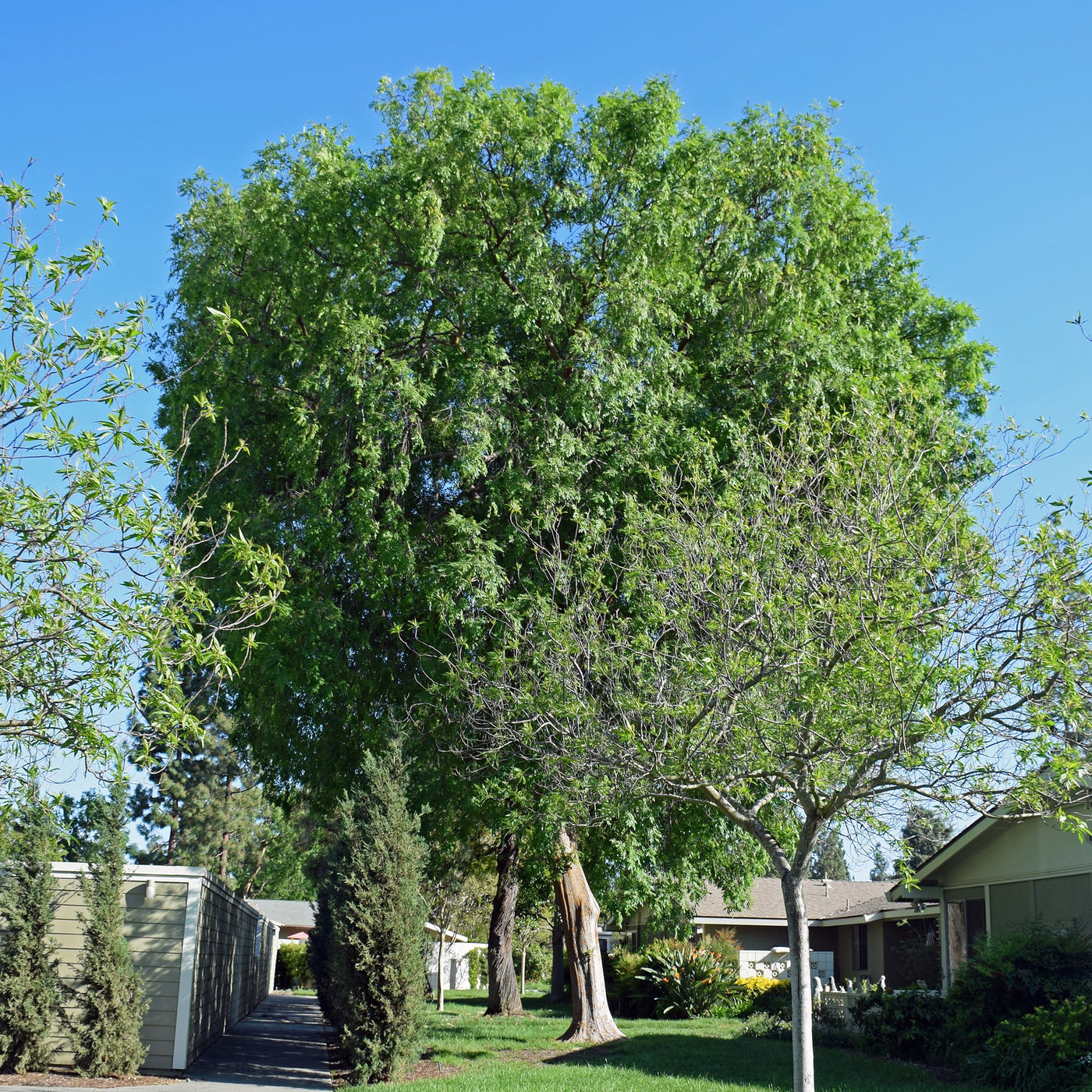 Chinese Elm Tree – Green Thumbs Garden