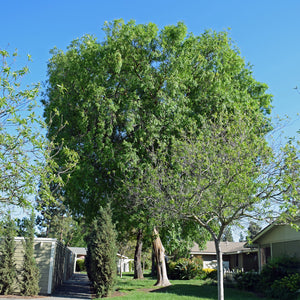 Chinese Elm GT