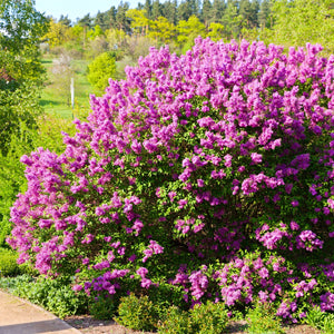 Chines Lilac Shrub