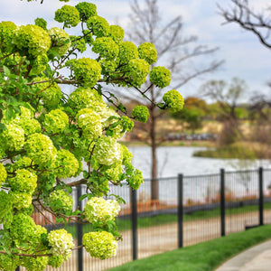 Chinese Snowball Shrub