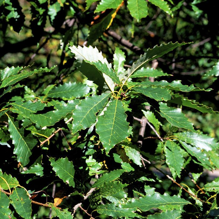 Chinkapin Oak Tree