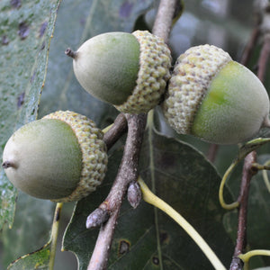 Chinkapin Oak Tree