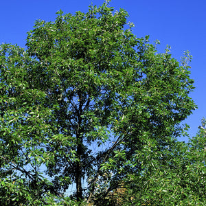 Chinkapin Oak Tree
