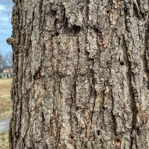 Chinkapin Oak Tree