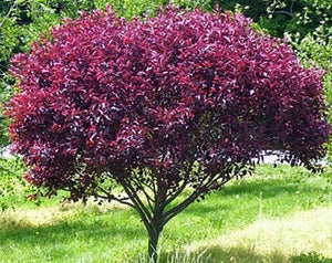Cistena Plum Tree