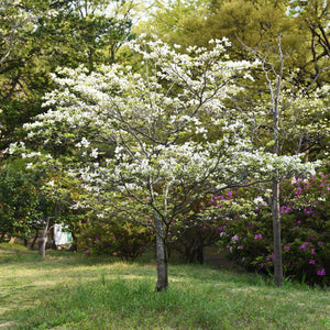 Cloud 9 Dogwood Tree