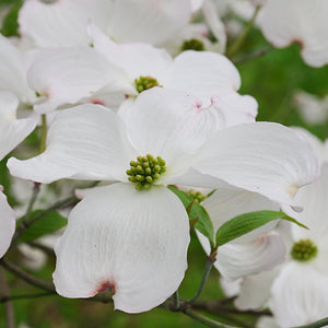 Cloud 9 Dogwood Tree