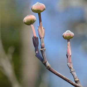 Cloud 9 Dogwood Tree