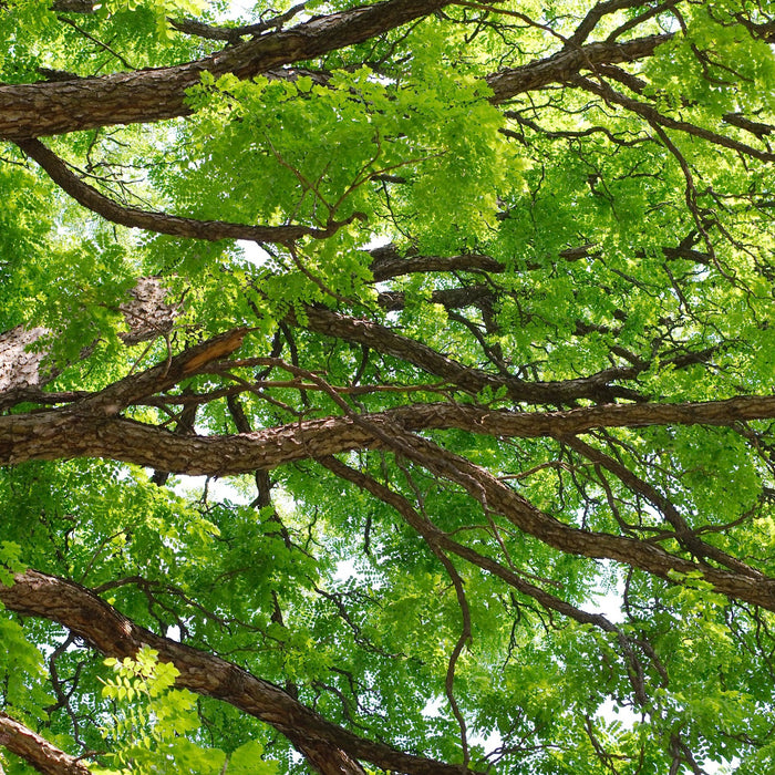 Kentucky Coffeetree