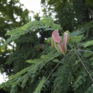 Kentucky Coffeetree