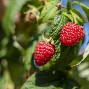 Coho Red Raspberry