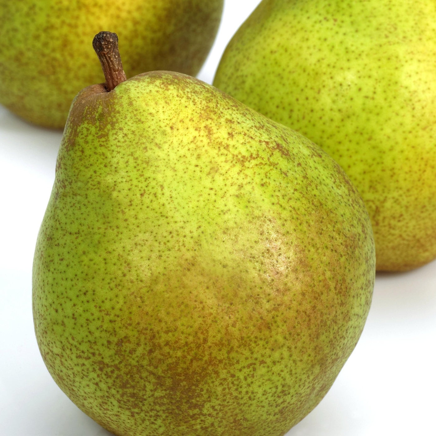 Comice Pear Tree