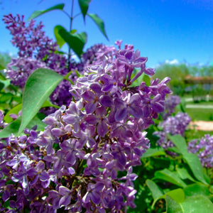 Common Lilac Shrub