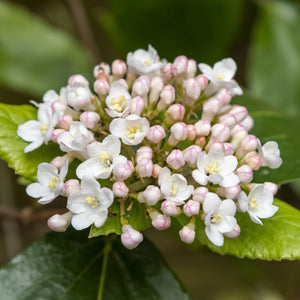 Conoy Viburnum Shrub