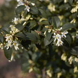 Conoy Viburnum Shrub